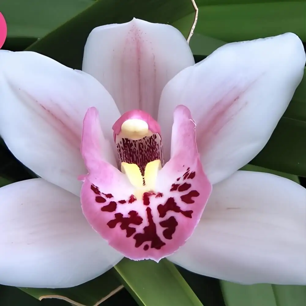gift mini cymbidium orchid ribbon