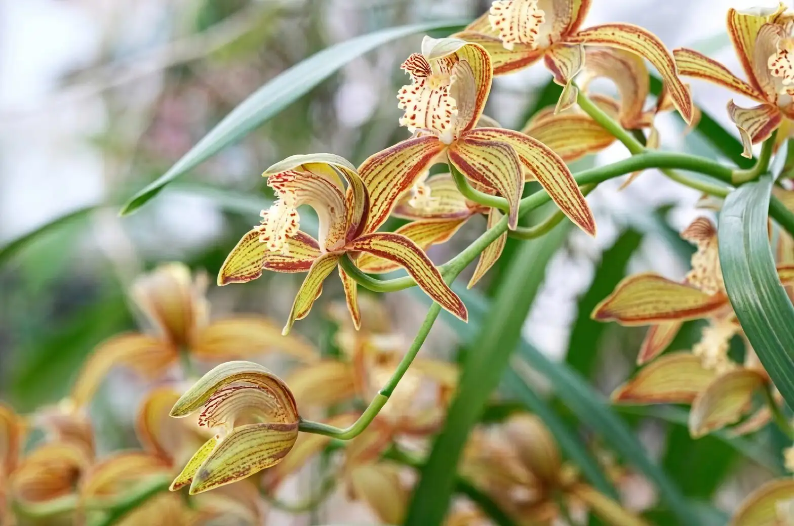 cymbidium new shoots root tips