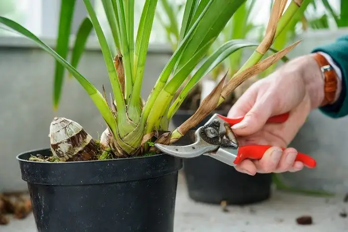 cymbidium rhizome cut with knife