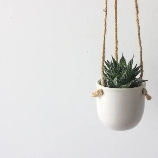Cool-Window Chic: Styling Mini Cymbidiums for Small Apartments