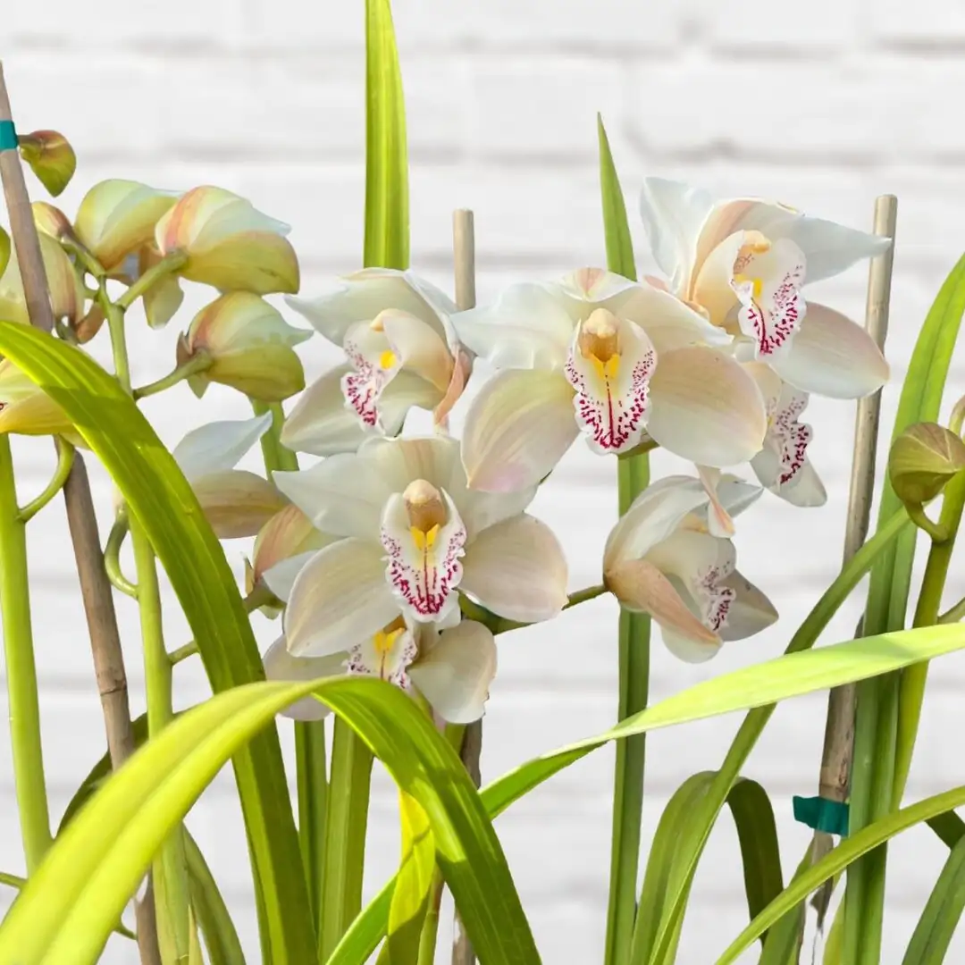 cymbidium pebble tray close-up