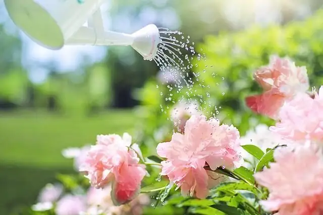 mini cymbidium watering sink