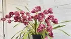 Month-by-Month Mini Cymbidium Calendar: When to Water, Feed, Chill, and Cheer