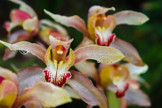 mini cymbidium watering soak