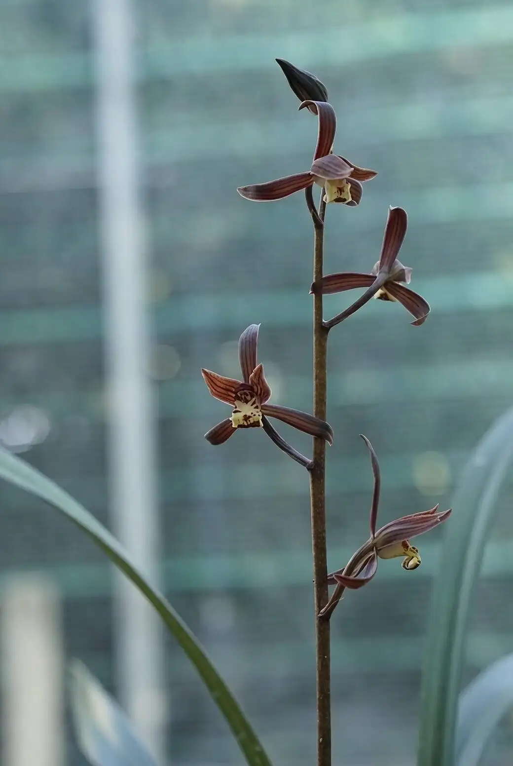 mini cymbidium flower spike buds