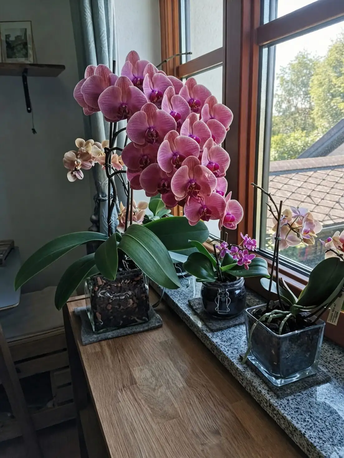 mini cymbidium winter blooms windowsill