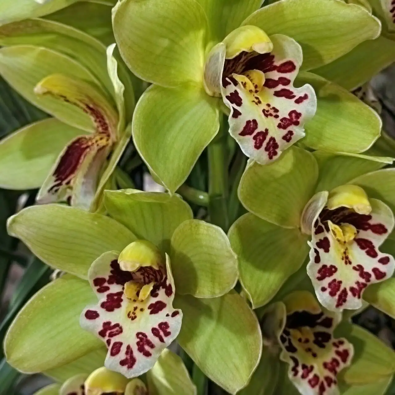 7 Mistakes That Keep Mini Cymbidiums from Blooming—and the Quick Fixes