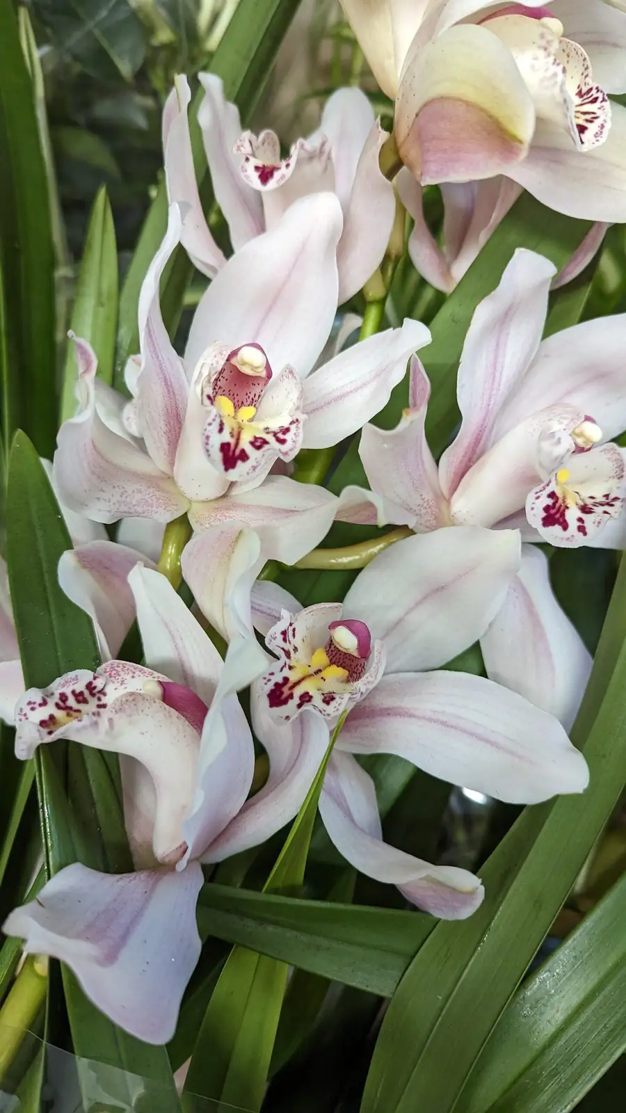mini cymbidium bright windowsill sheer
