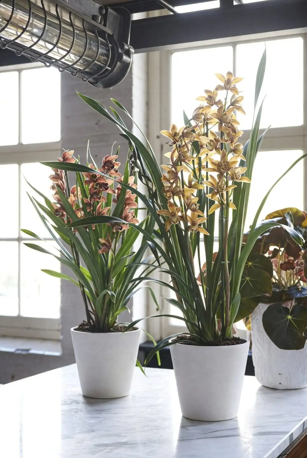 mini cymbidium cool autumn windowsill
