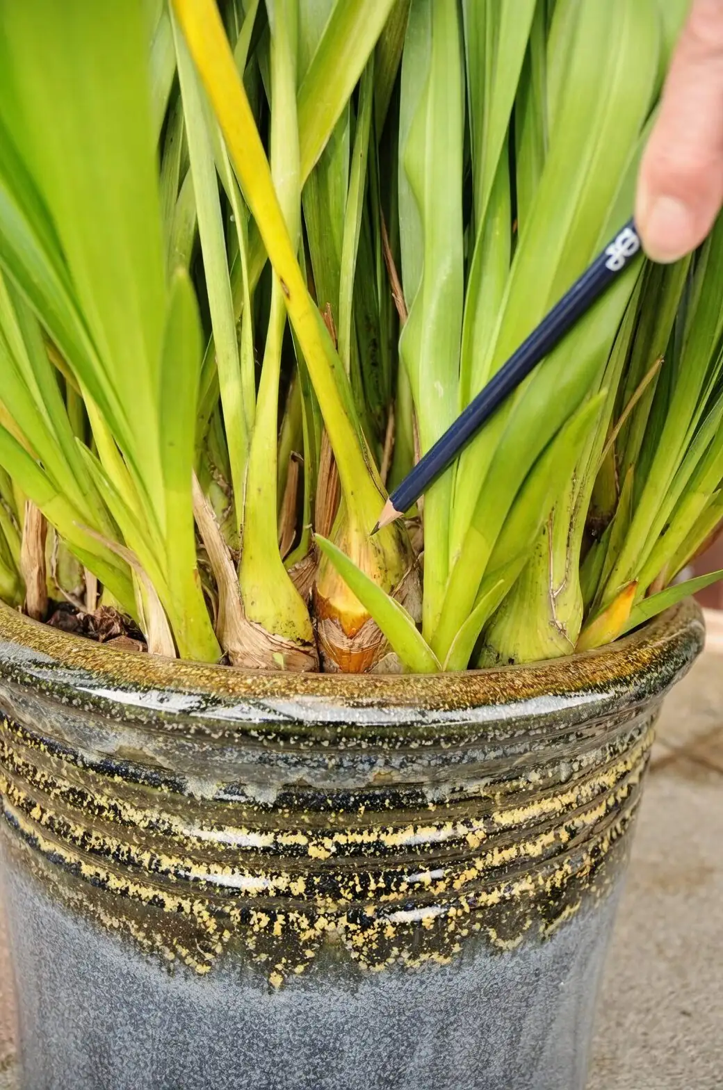 cymbidium root tips with sphagnum