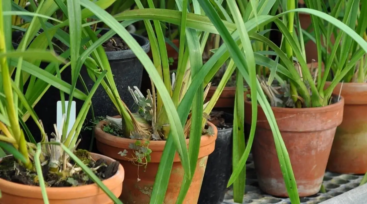 cymbidium roots healthy close-up