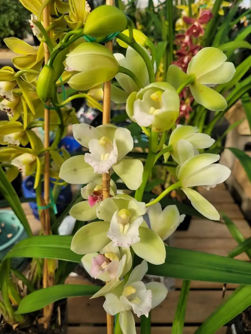 Orchid Roommates: Best Display Companions and Microclimate Hacks for Mini Cymbidiums