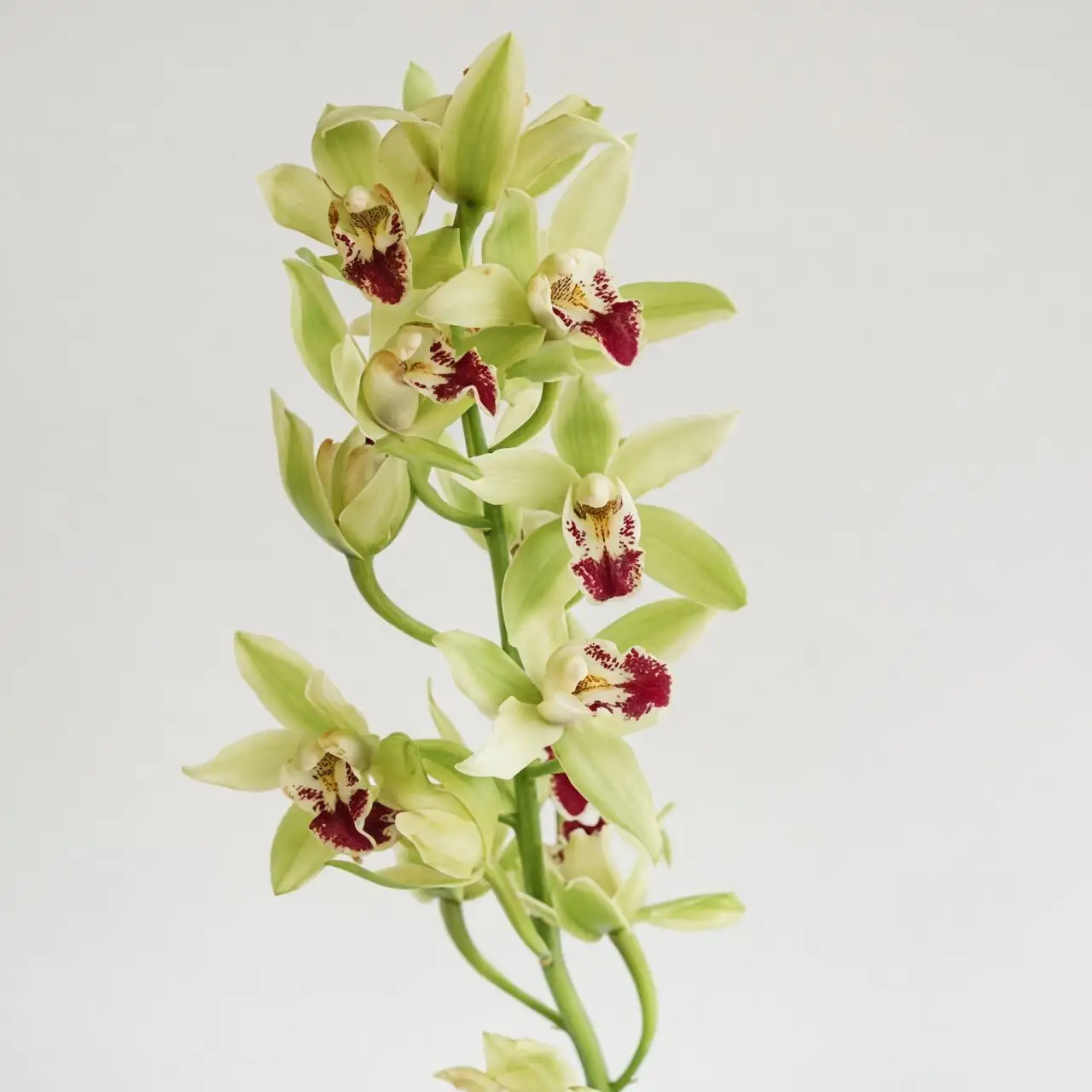 mini cymbidium flower spike close-up