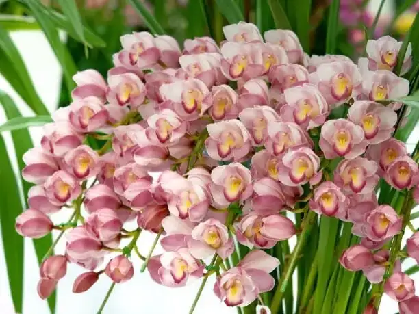 mini cymbidium with fern peperomia
