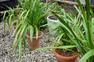 mini cymbidium east-facing windowsill setup