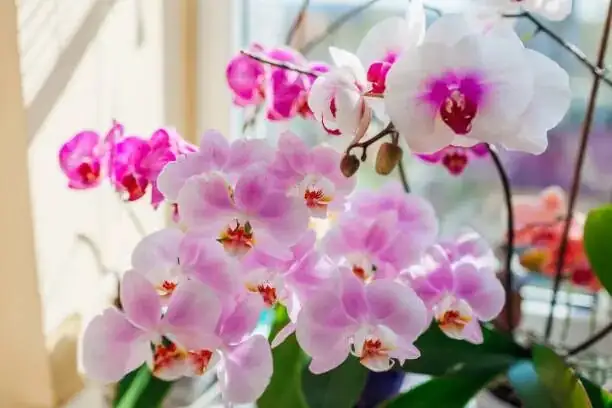 phalaenopsis root and spike close-up