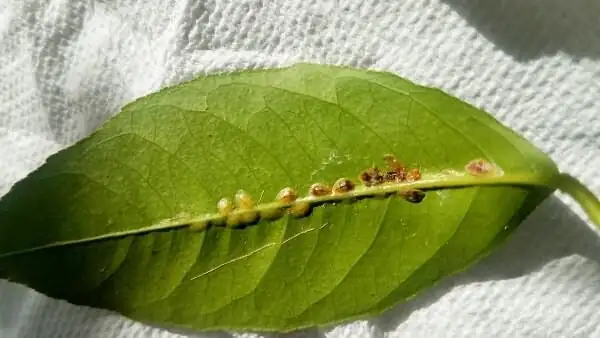 phalaenopsis scale insects leaf vein
