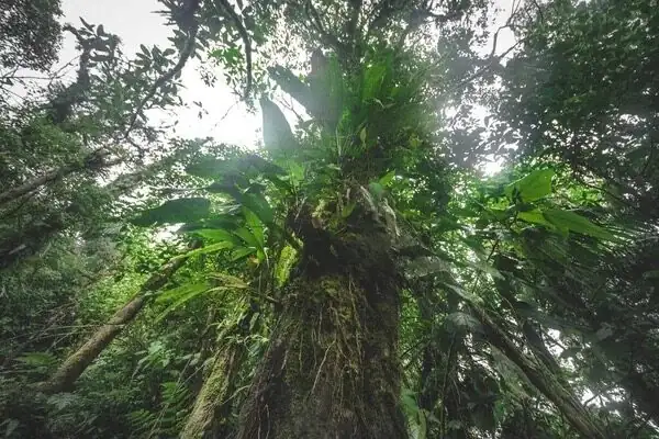 phalaenopsis epiphyte tree trunk rainforest