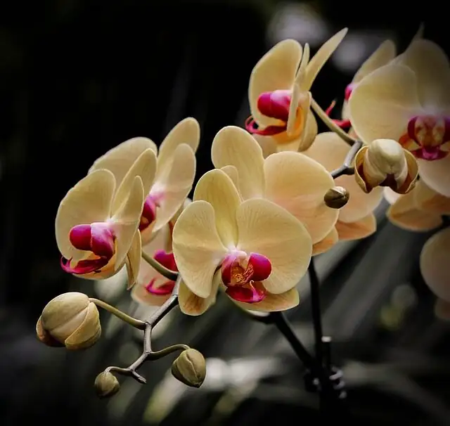 phalaenopsis harlequin spotted flower