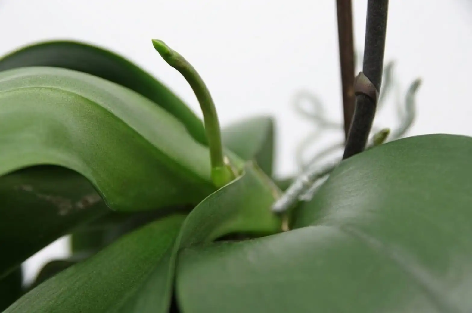 phalaenopsis flower spike node close-up