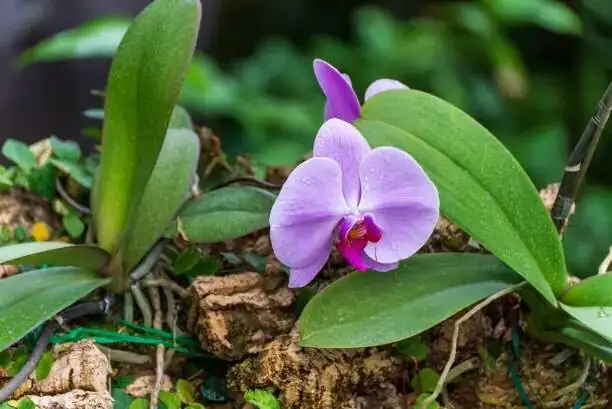 pruning phalaenopsis spike at node