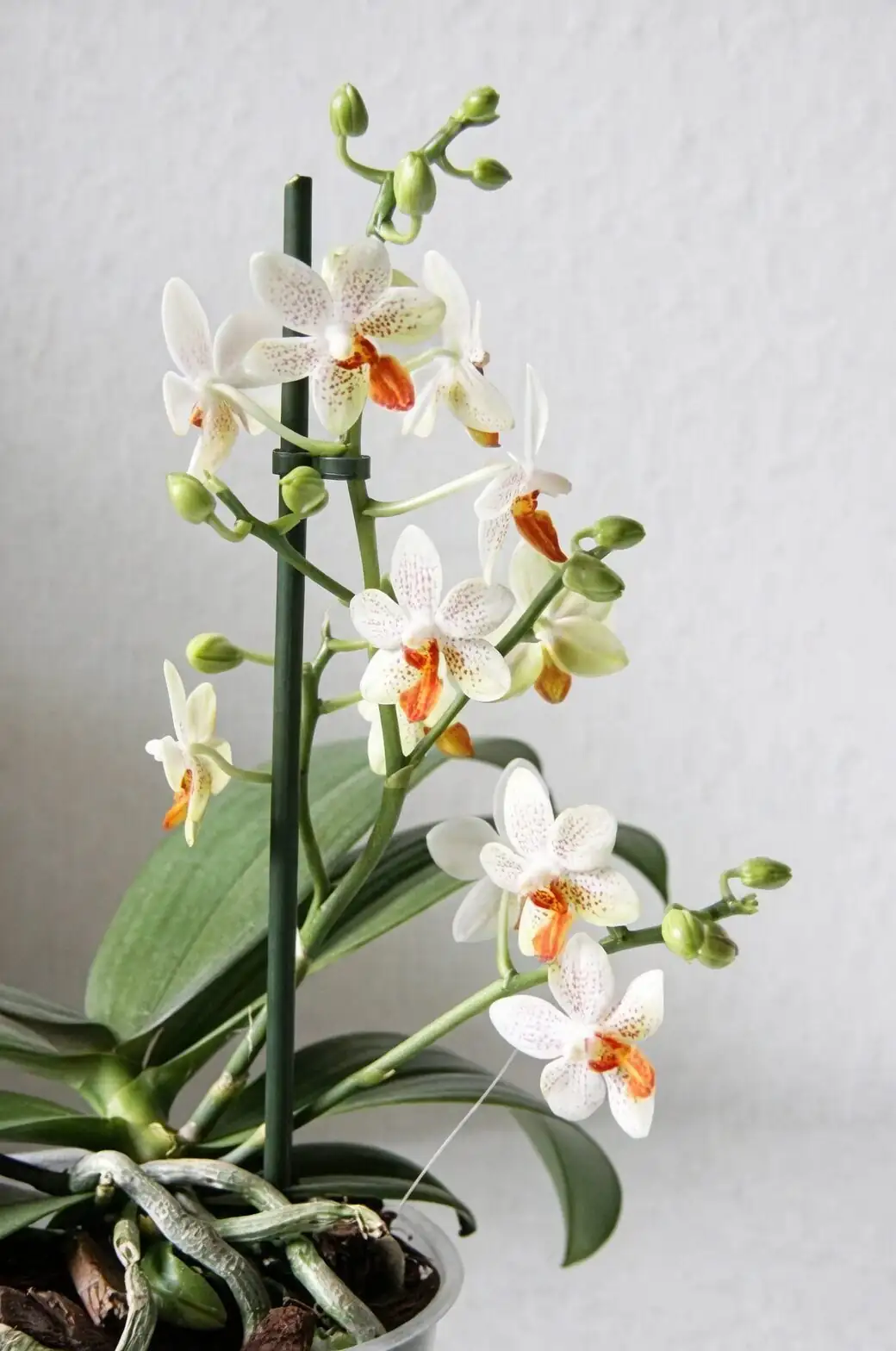 phalaenopsis side spike second bloom