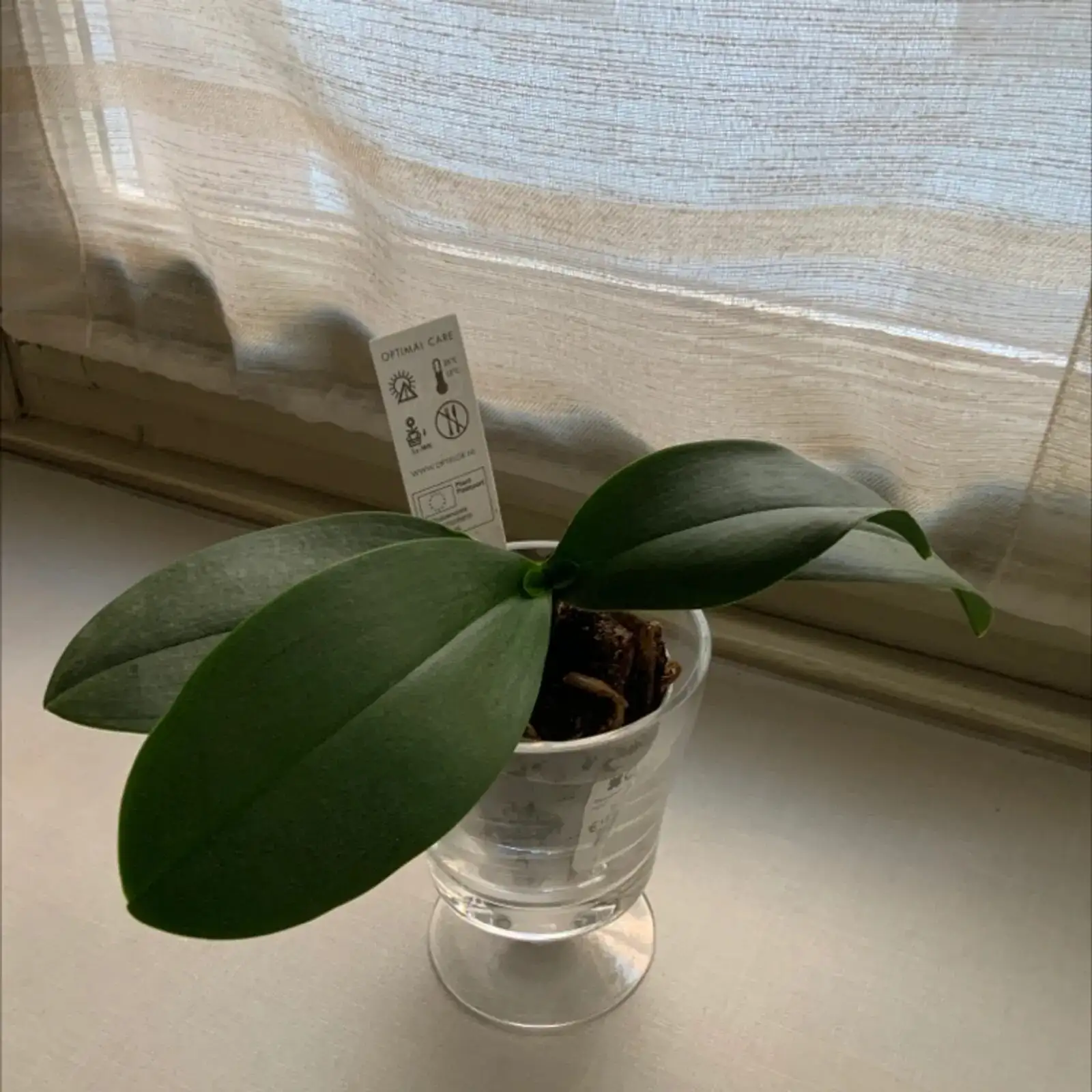 mini phalaenopsis watering hands