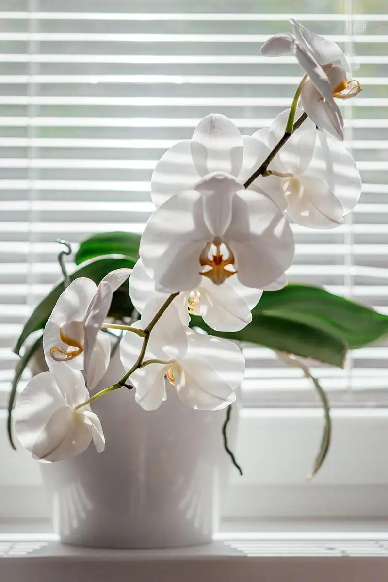 mini phalaenopsis east window sheer curtain