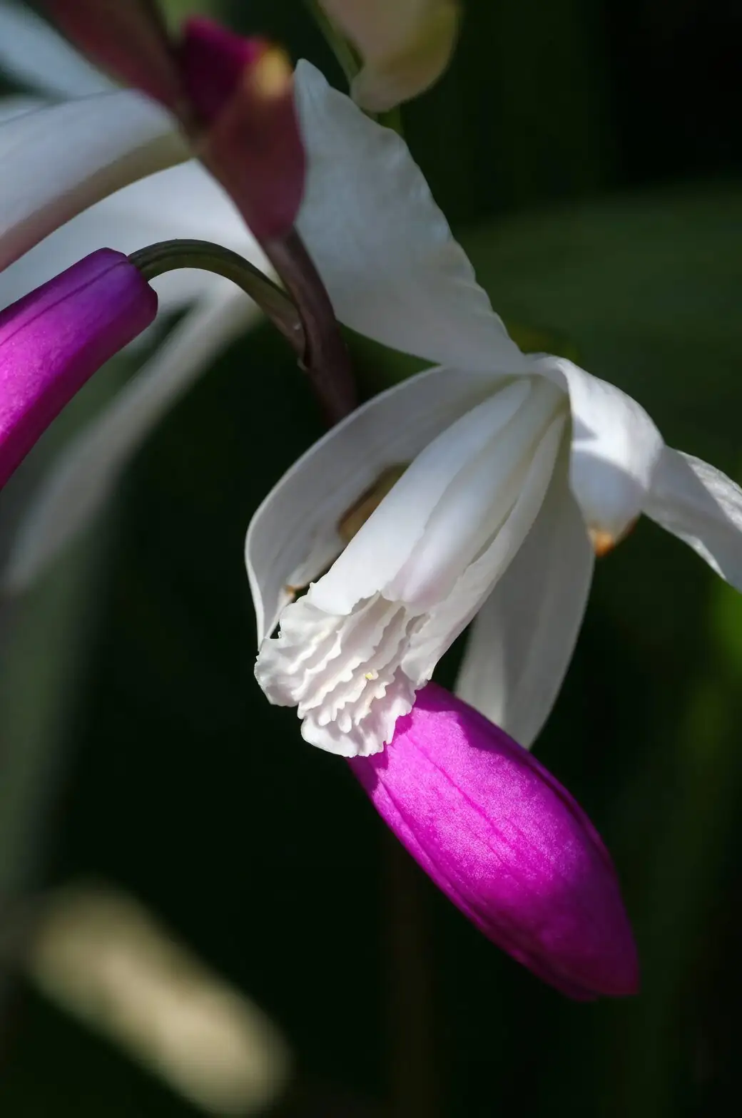 phalaenopsis spike node close-up