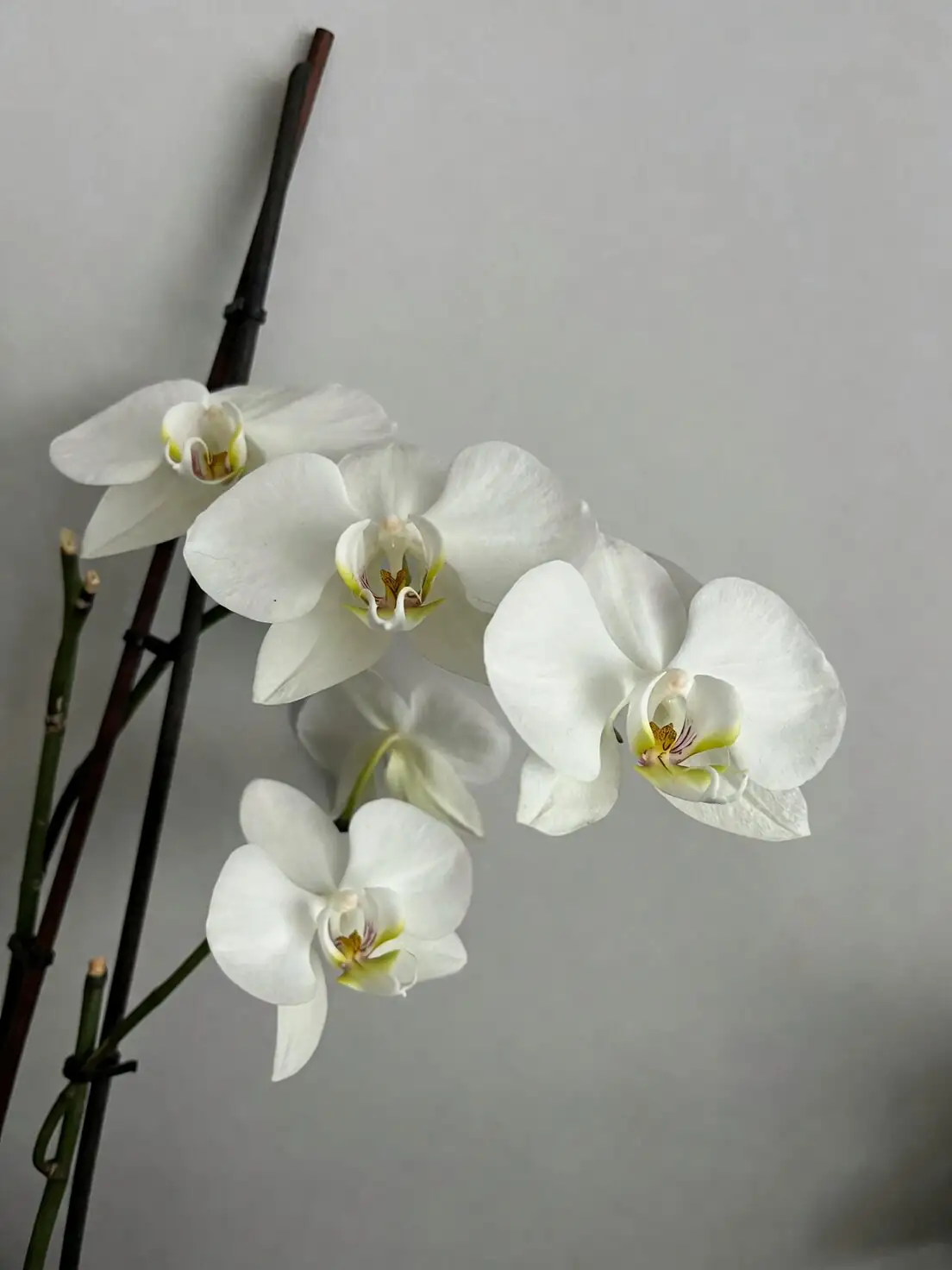 mini phalaenopsis mealybugs leaf