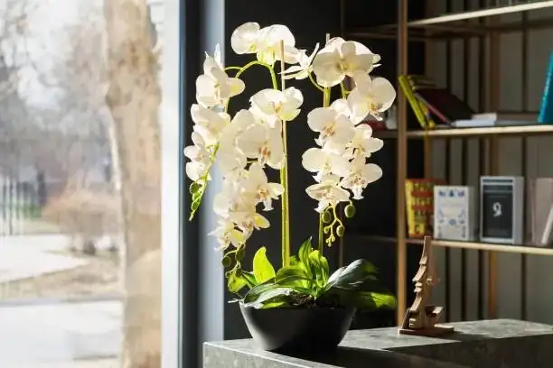 mini phalaenopsis night window thermometer