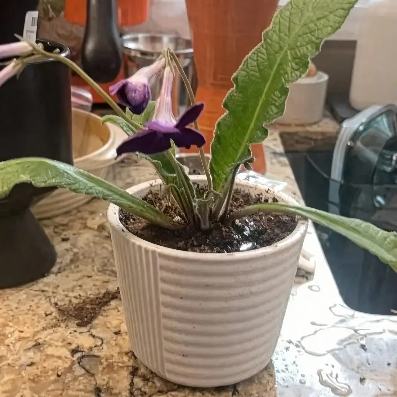 cape primrose south window grow light