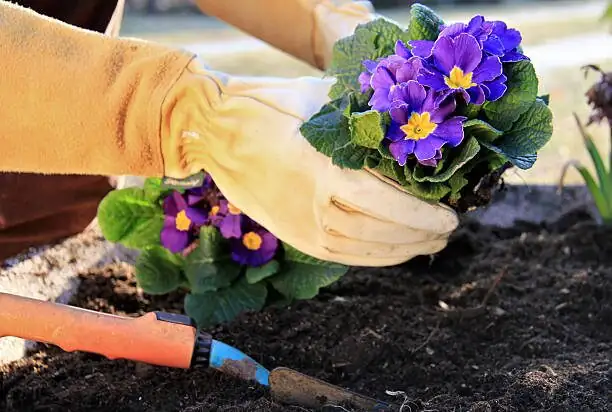 cape primrose potting mix perlite