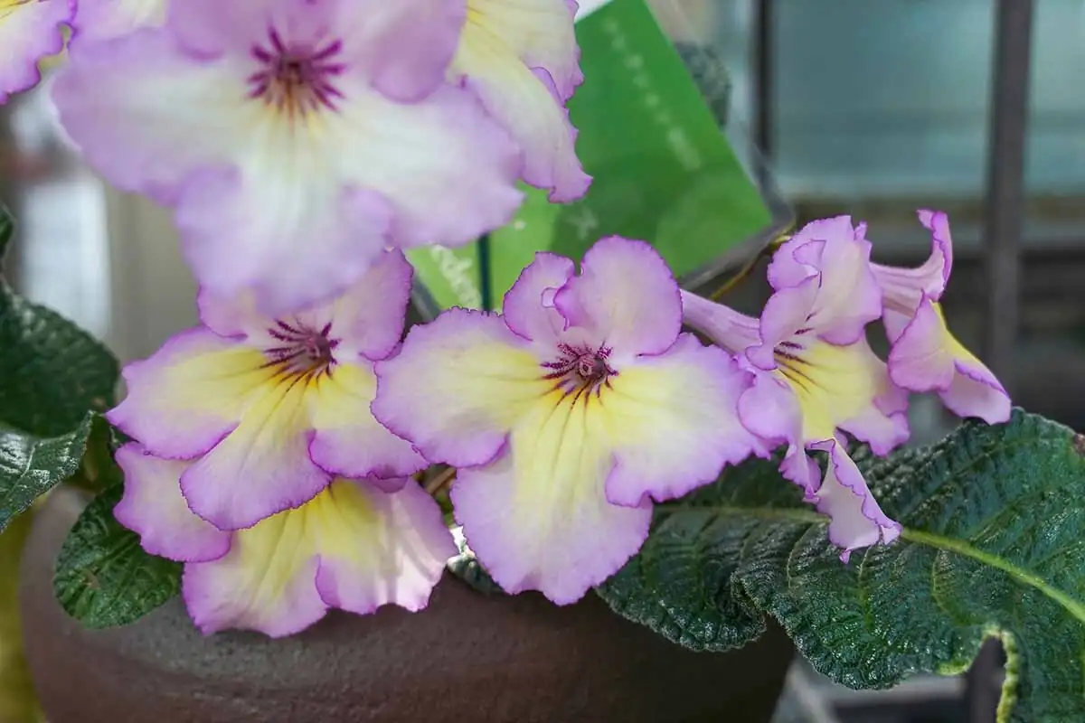 cape primrose leaf cuttings tray