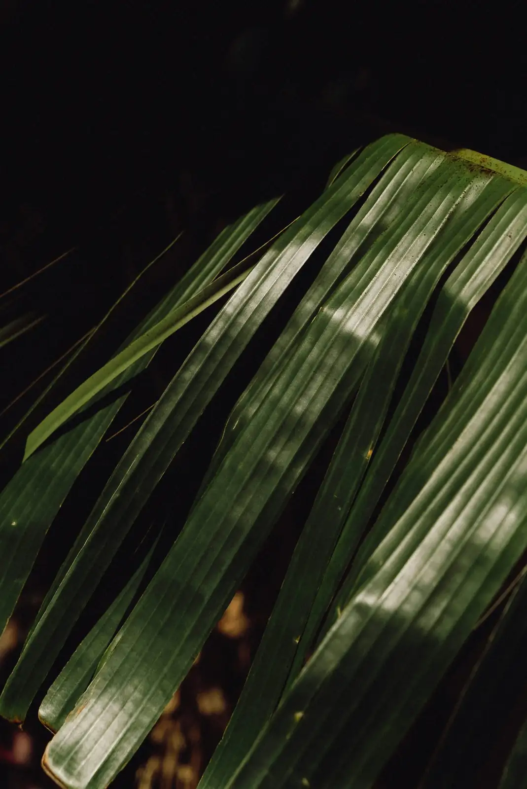 streptocarpus mealybugs leaf axil close-up