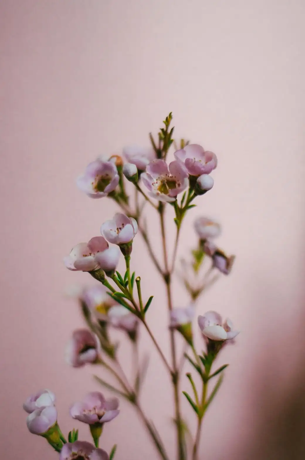 streptocarpus flowers slender stems