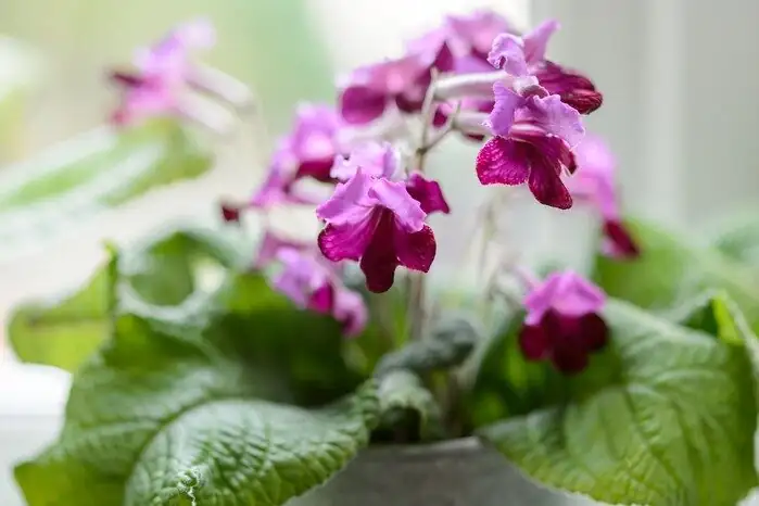 streptocarpus on east windowsill