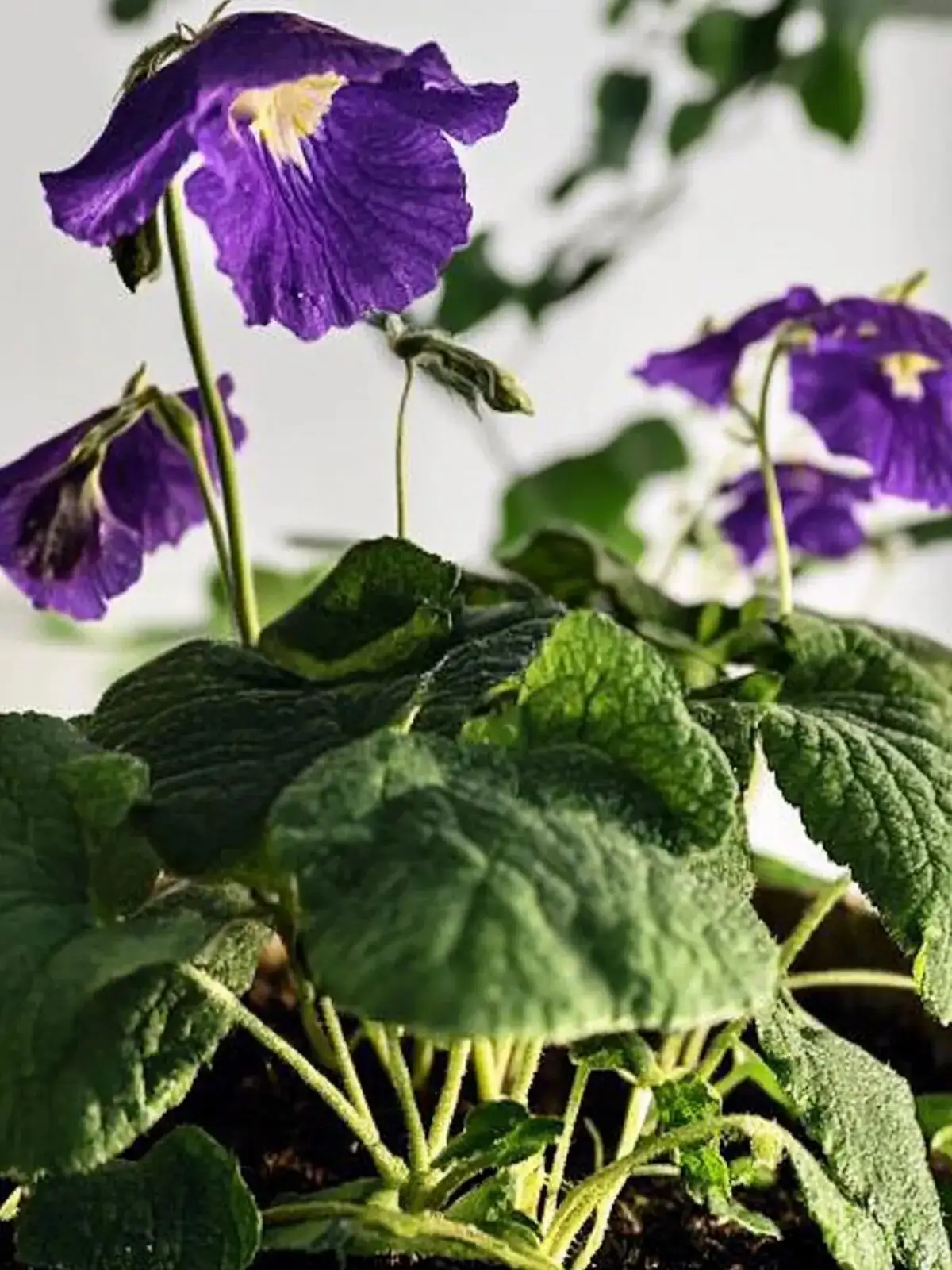 Why One Leaf Can Make a Family: Streptocarpus’ Weird and Wonderful Tricks