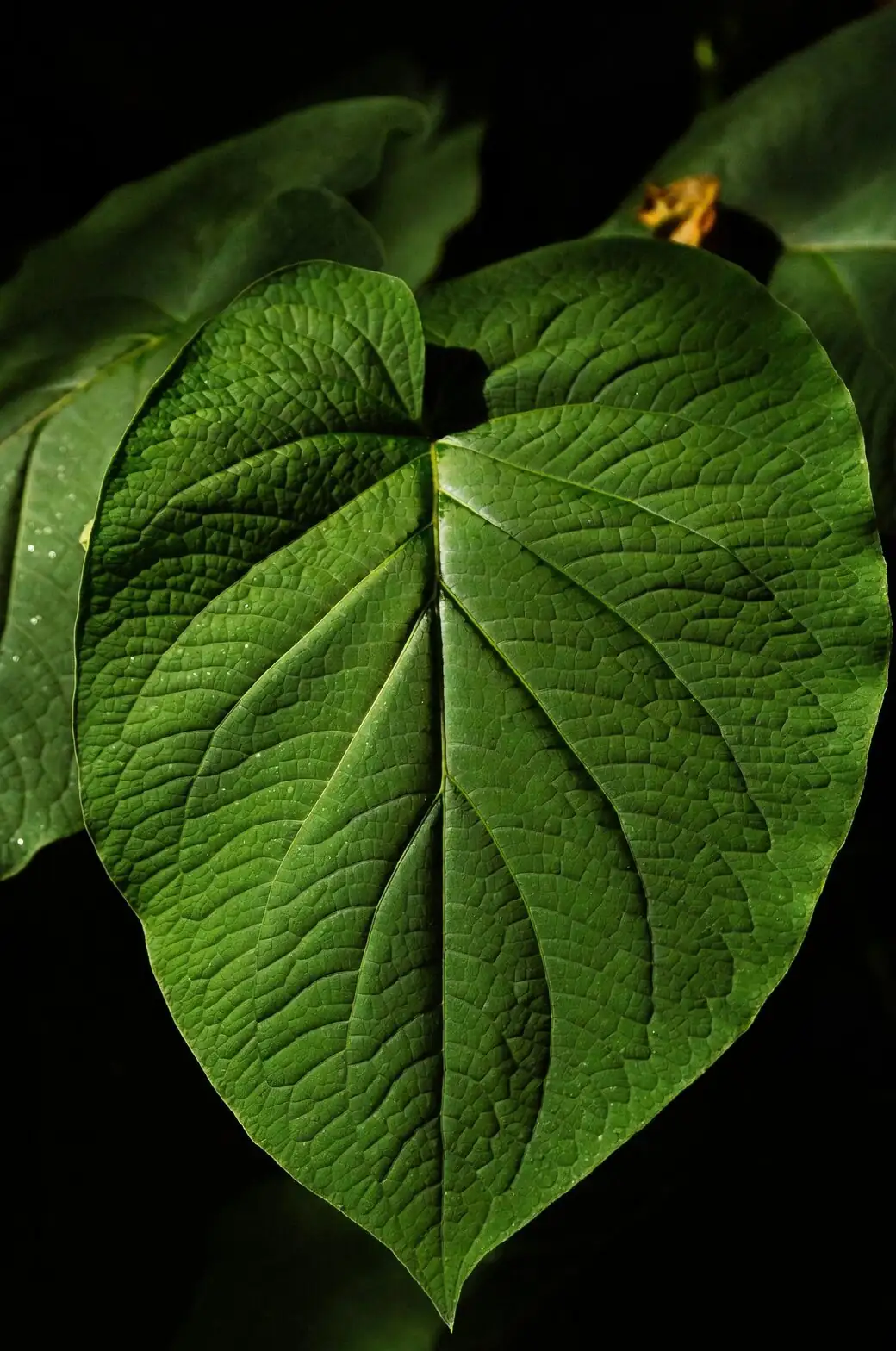 streptocarpus leaf section propagation close-up