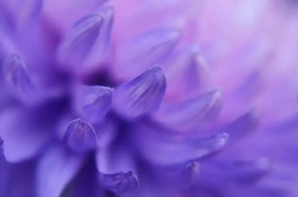 streptocarpus velvet petals macro