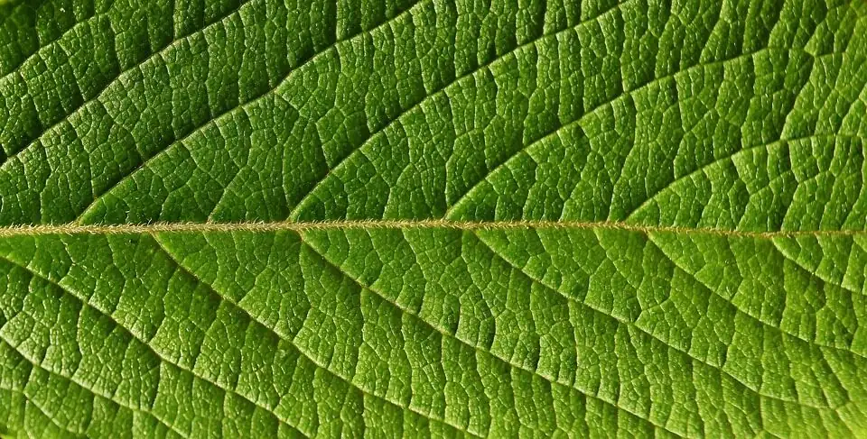 streptocarpus leaf and flower close-up
