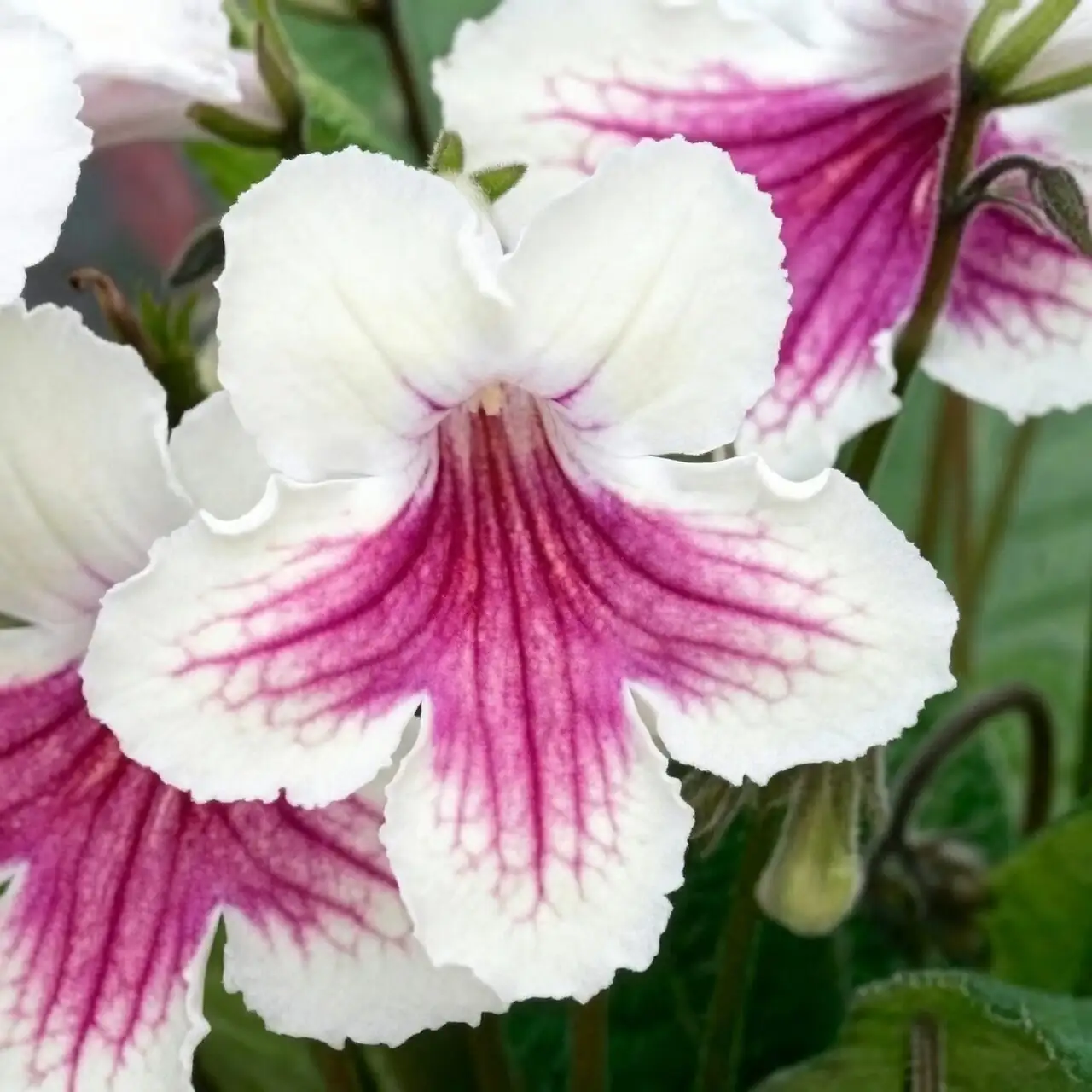streptocarpus white pink purple flowers