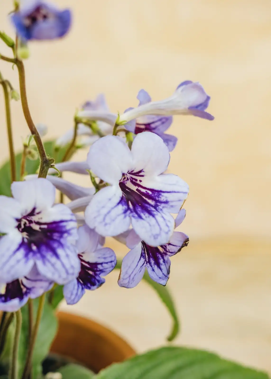 Leaf by Leaf: A No-Fail Streptocarpus Propagation Lab