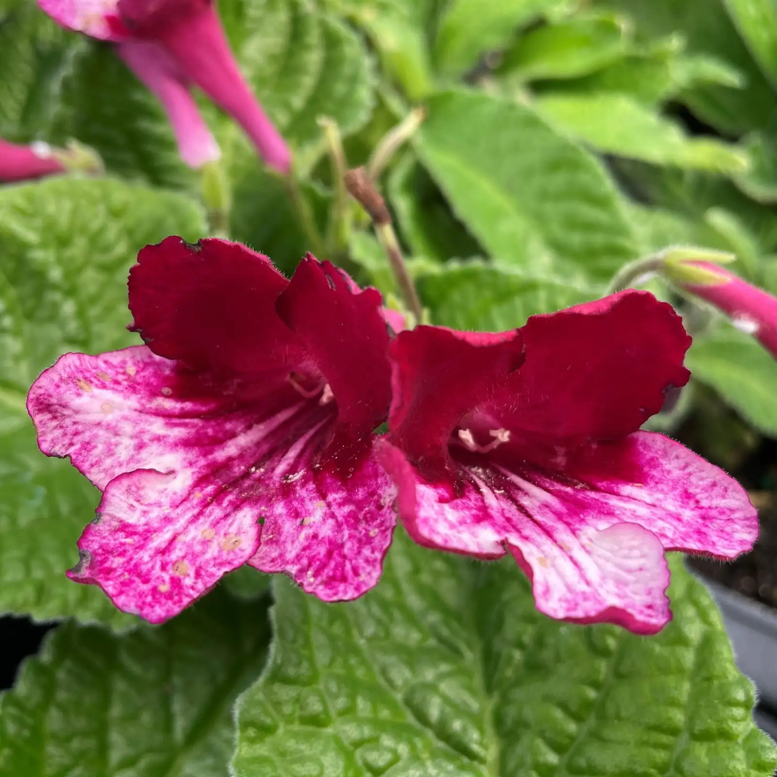 Windowsill Couture: Styling Cape Primrose Colors with Light and Pots