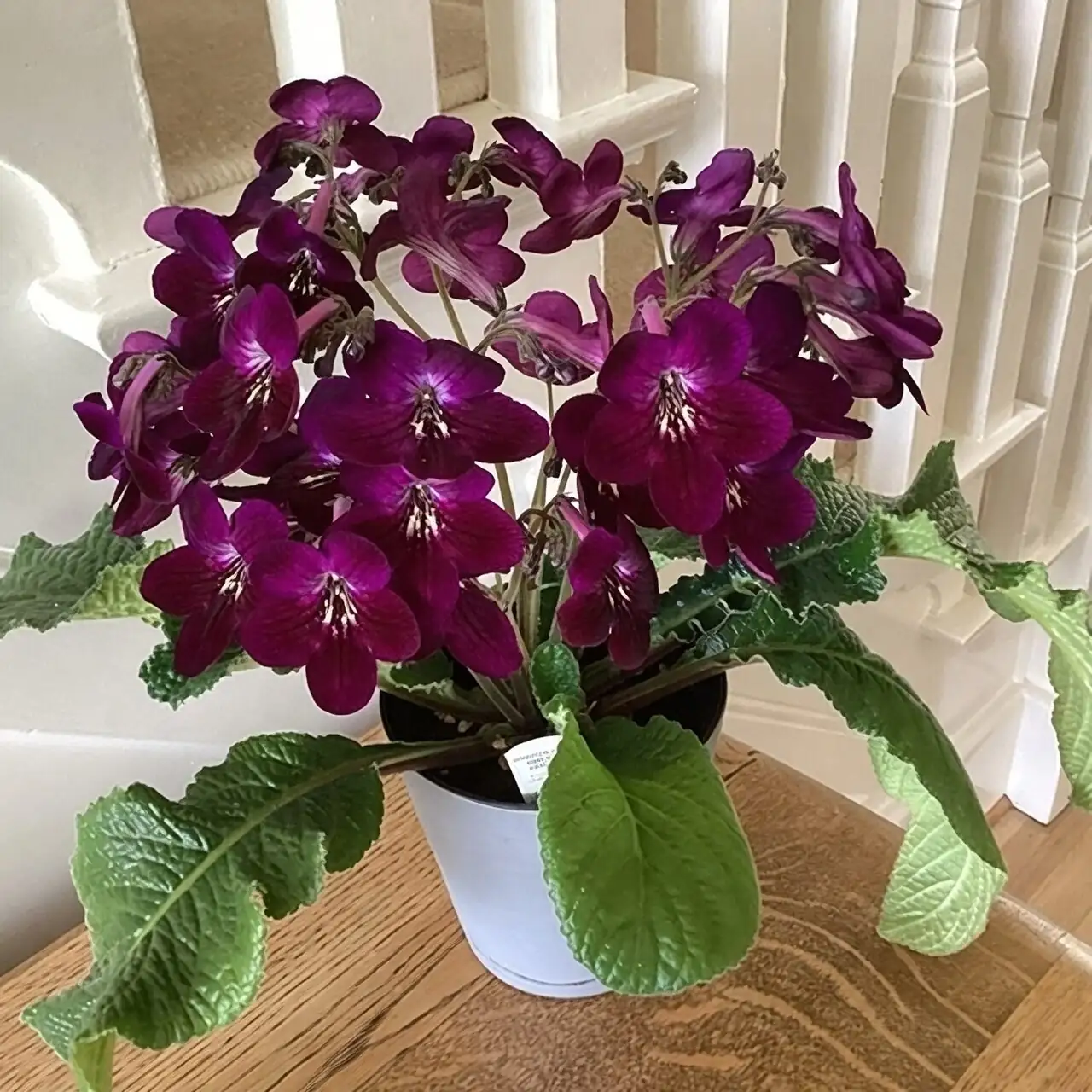 Streptocarpus shallow ceramic pots top-dress