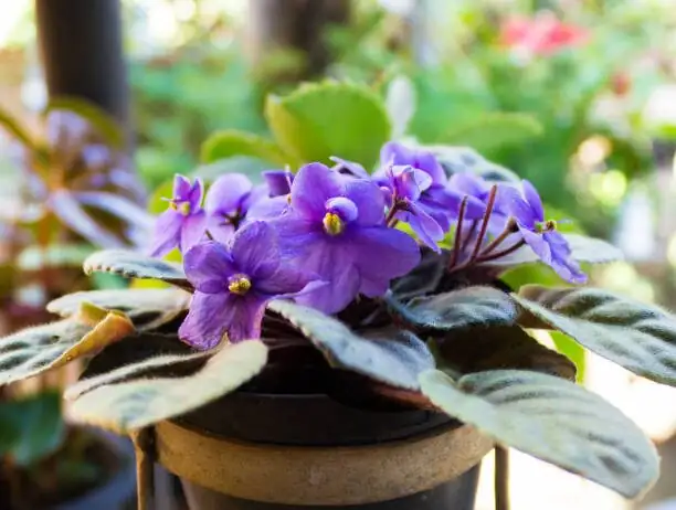 Streptocarpus African violets tiered display