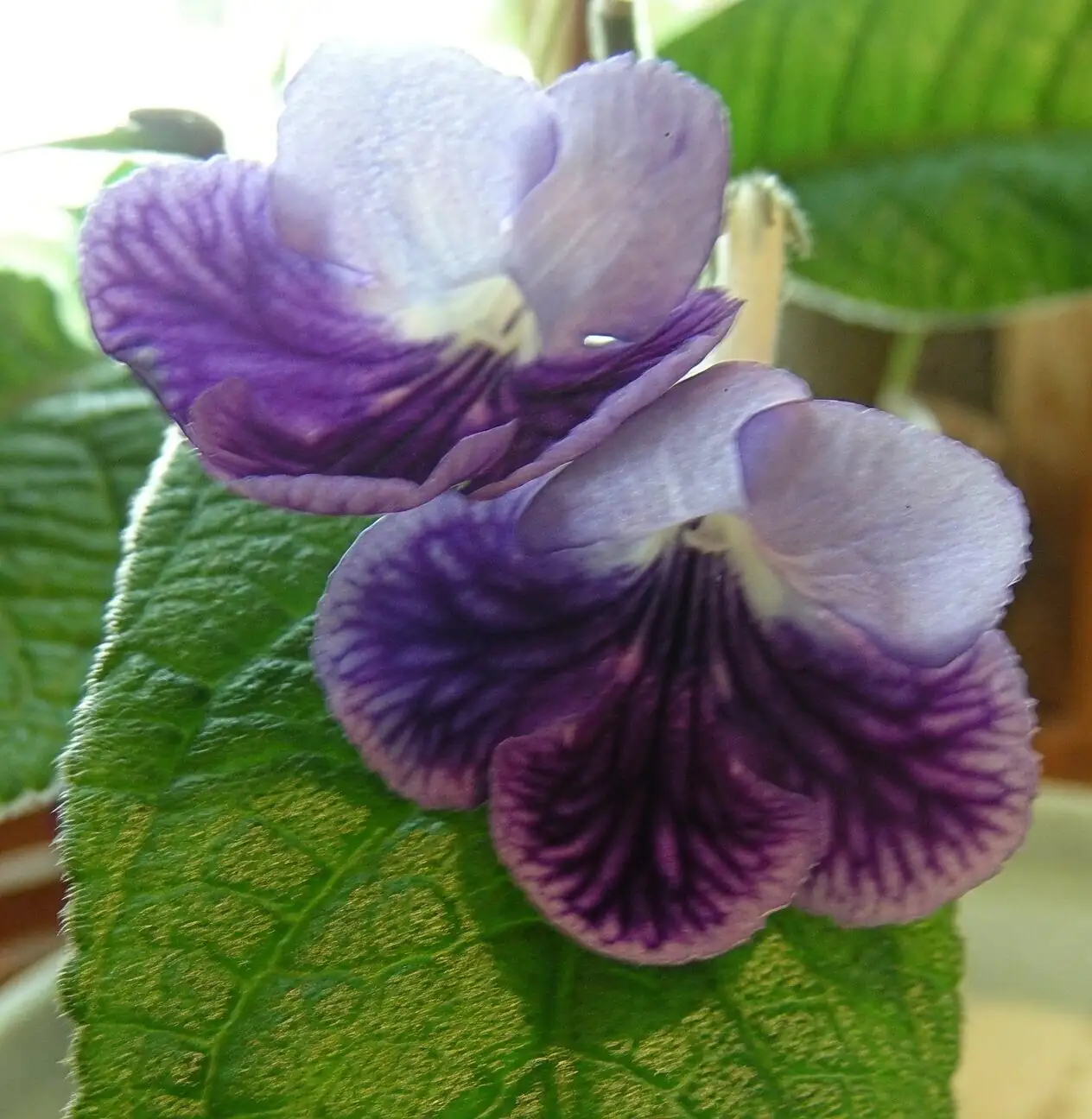 Streptocarpus leaf cutting propagation