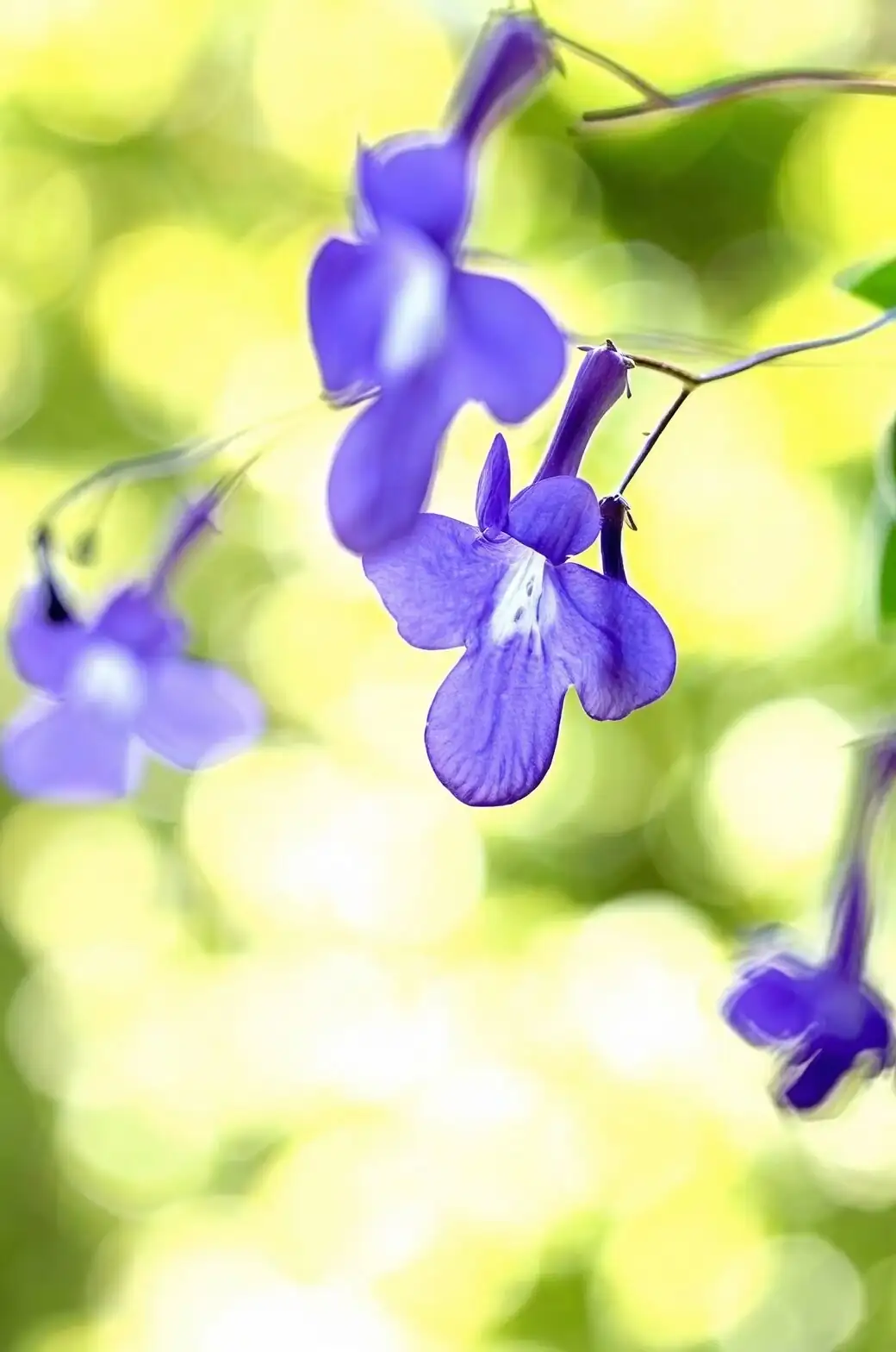 streptocarpus flower macro close-up