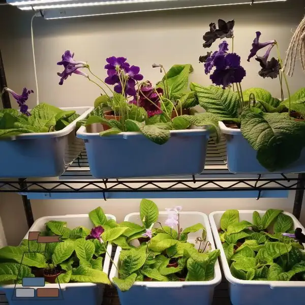 streptocarpus under LED grow light
