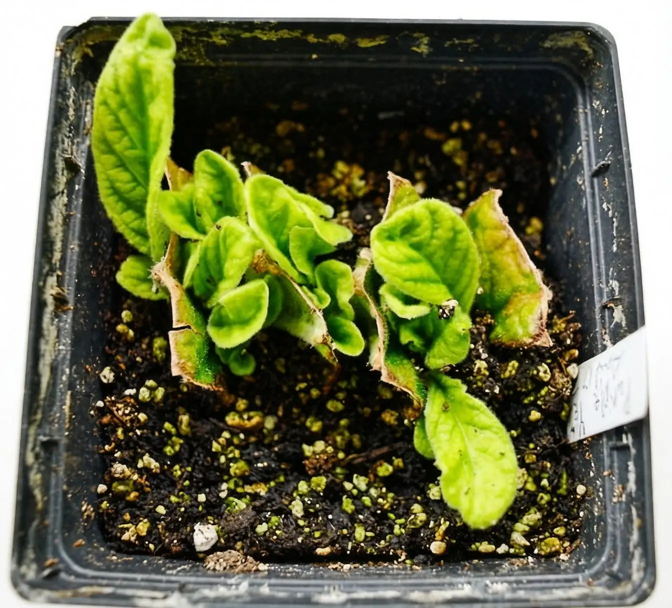 streptocarpus leaf cuttings propagation